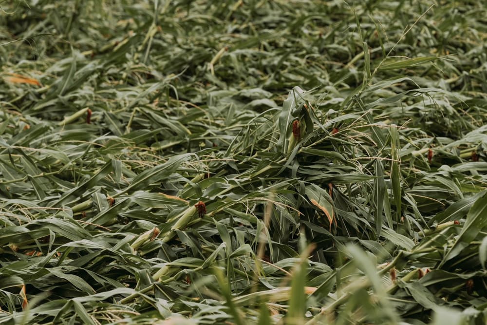 Corn field flattened by high winds and storm