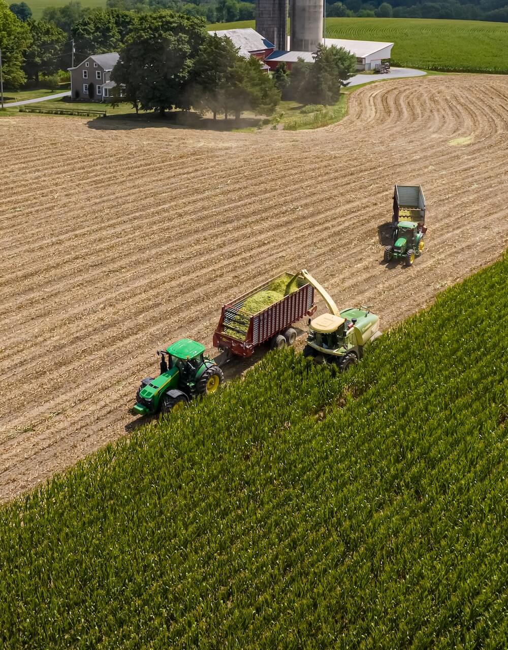 Horning head on a harvester in corn field with to hauling tractors