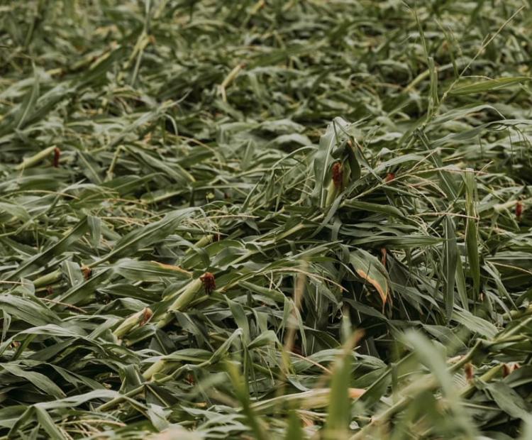 Corn field flattened by high winds and storm