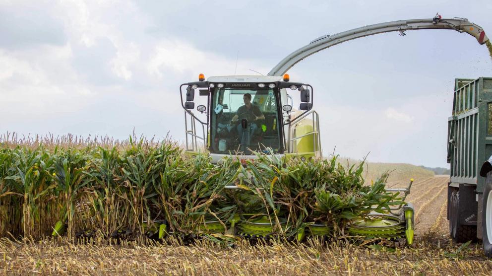 Tracteur avec moissonneuse tractée récoltant du maïs