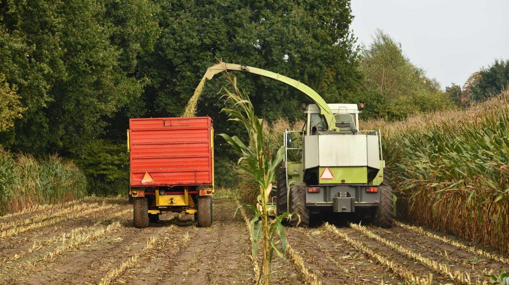 Combine in corn field