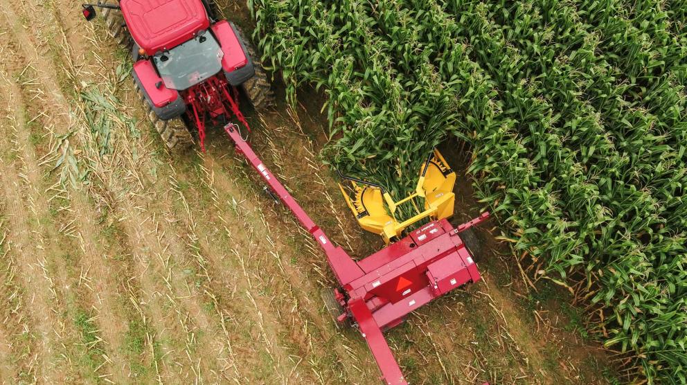 Horning 3-Row Row-independent corn head in action