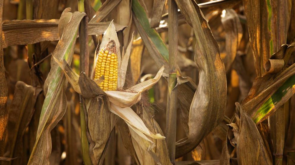 Field corn ready for harvest